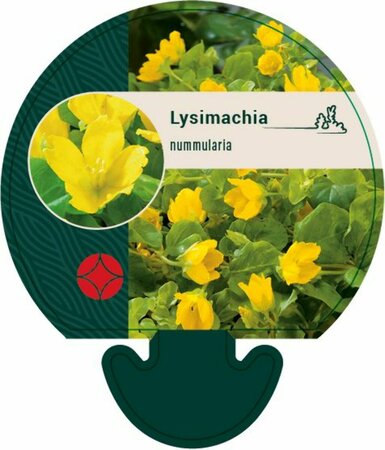 Lysimachia nummularia P9 - afbeelding 2