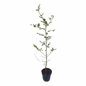 Fagus sylvatica 125/150 W. - afbeelding 11