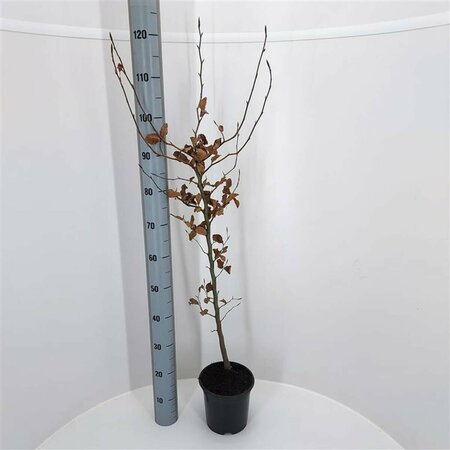 Fagus sylvatica 125/150 W. - afbeelding 2