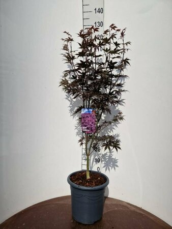 Acer palmatum 'Bloodgood' 250/275 C. Solitair - afbeelding 5