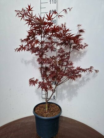 Acer palmatum 'Bloodgood' 250/275 C. Solitair - afbeelding 6