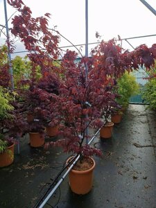 Acer palmatum 'Bloodgood' 250/275 C. Solitair - afbeelding 7