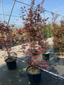 Acer palmatum 'Bloodgood' 250/275 C. Solitair - afbeelding 4