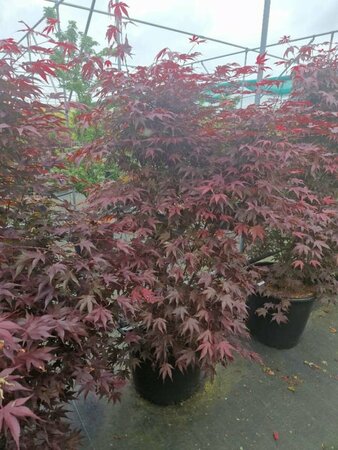 Acer palmatum 'Bloodgood' 250/275 C. Solitair - afbeelding 3