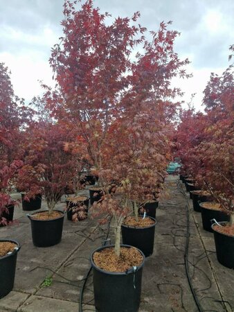 Acer palmatum 'Bloodgood' 60/80 C. - afbeelding 2