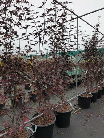 Acer palmatum 'Bloodgood' 60/80 C. - afbeelding 3