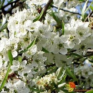 Pyrus salicifolia 'Pendula' ST. 150 C.  - afbeelding 1