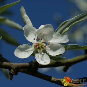 Pyrus salicifolia 'Pendula' ST. 150 C.  - afbeelding 2