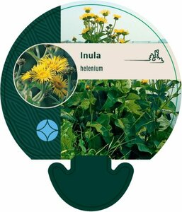 Inula helenium P9