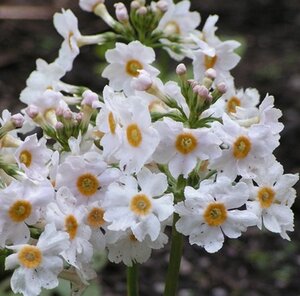 Primula japonica 'Alba' P9