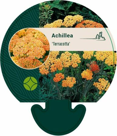 Achillea 'Terracotta' C2