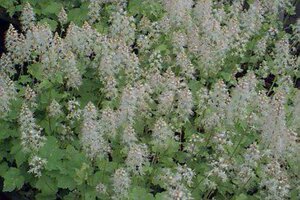 Tiarella cordifolia P9 - afbeelding 1