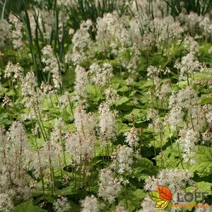 Tiarella cordifolia P9 - afbeelding 3