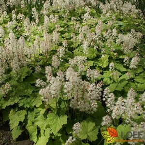 Tiarella cordifolia P9 - afbeelding 4