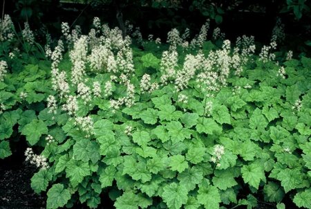 Tiarella cordifolia P9 - afbeelding 5