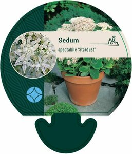 Sedum spectabile 'Stardust' P9 - afbeelding 2