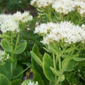 Sedum spectabile 'Stardust' P9 - afbeelding 1