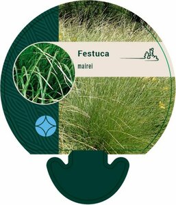 Festuca mairei P9 - afbeelding 1