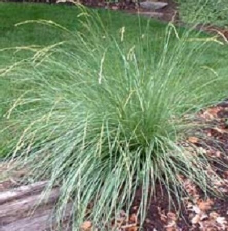 Festuca mairei P9 - afbeelding 2