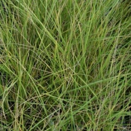 Festuca mairei P9 - afbeelding 3