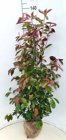 Photinia fraseri 'Red Robin' 100/125 C. - afbeelding 2