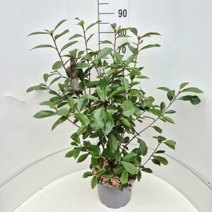 Photinia fraseri 'Red Robin' 100/125 C. - afbeelding 8