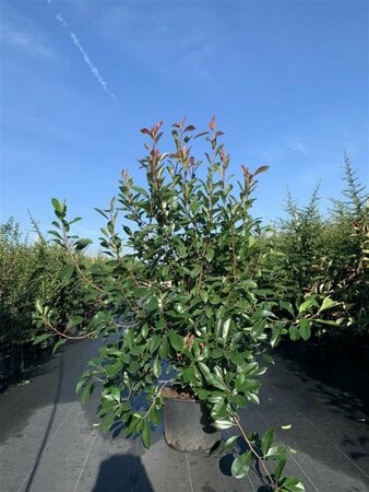 Photinia fraseri 'Red Robin' 100/125 C. - afbeelding 9