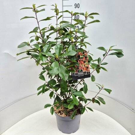 Photinia fraseri 'Red Robin' 100/125 C. - afbeelding 7