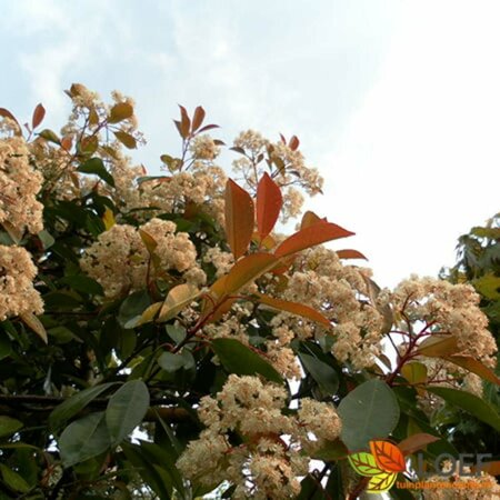 Photinia fraseri 'Red Robin' 100/125 C. - afbeelding 11