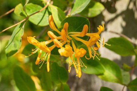 Lonicera tellmanniana 50/60 C. 