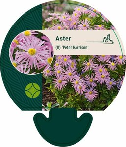 Aster (D) 'Peter Harrison' P9 - afbeelding 2