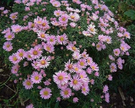 Aster (D) 'Peter Harrison' P9 - afbeelding 4