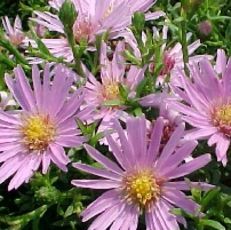 Aster (D) 'Peter Harrison' P9 - afbeelding 5