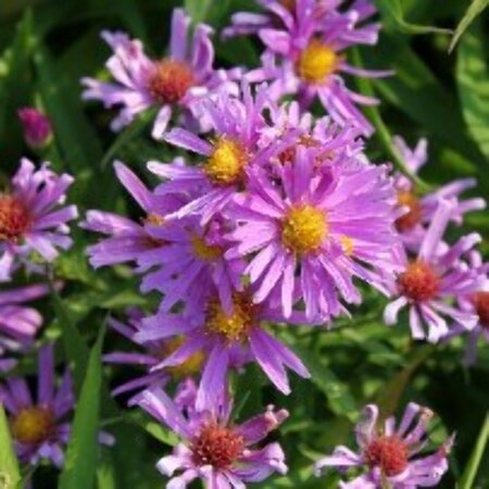 Aster (D) 'Peter Harrison' P9 - afbeelding 6