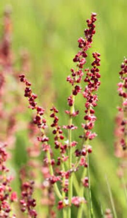 Rumex acetosa P9