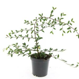 Cotoneaster sal. 'Parkteppich' C1.5 - afbeelding 3