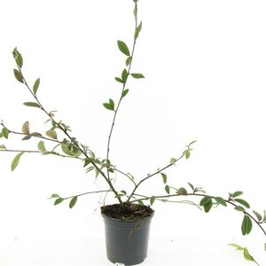 Cotoneaster sal. 'Parkteppich' C1.5 - afbeelding 4