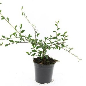 Cotoneaster sal. 'Parkteppich' C1.5 - afbeelding 5