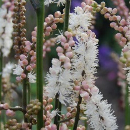 Actaea japonica 'Cheju-do' P9 - afbeelding 1