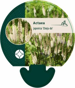 Actaea japonica 'Cheju-do' P9 - afbeelding 5