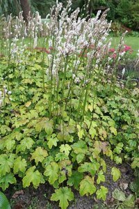 Actaea japonica 'Cheju-do' P9 - afbeelding 2