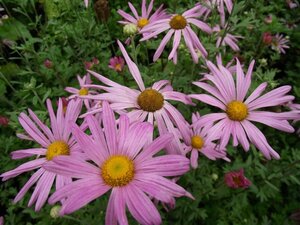 Chrysanthemum rubellum 'Clara Curtis' P9 - afbeelding 1