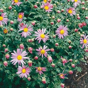 Chrysanthemum rubellum 'Clara Curtis' P9 - afbeelding 2