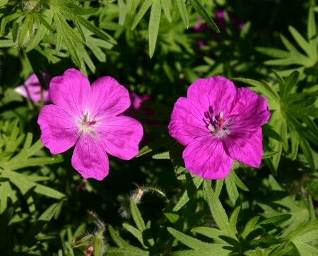 Geranium sang. 'Elsbeth' P9 - afbeelding 1