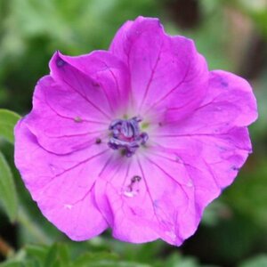 Geranium sang. 'Elsbeth' P9 - afbeelding 2