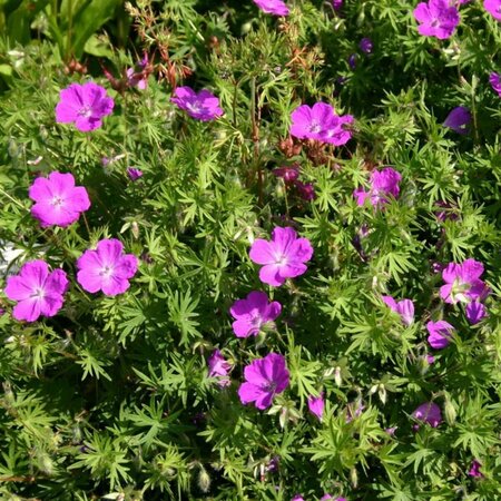 Geranium sang. 'Elsbeth' P9 - afbeelding 4