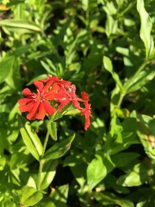 Lychnis chalcedonica P9 - afbeelding 6