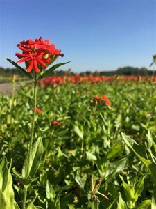 Lychnis chalcedonica P9 - afbeelding 7