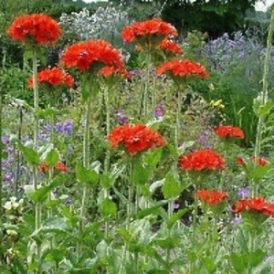 Lychnis chalcedonica P9 - afbeelding 3