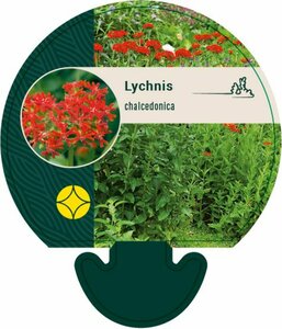 Lychnis chalcedonica P9 - afbeelding 2